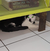 Veterinaria Clinical Pet