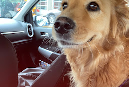 Veterinaria Collaovet