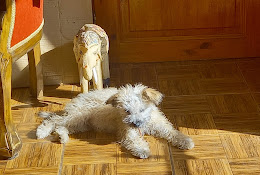 Veterinaria Colón