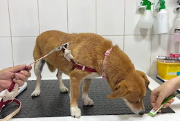 Veterinaria Concevet