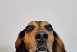 Veterinaria Dappihouse