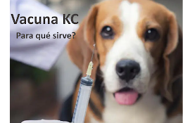 Veterinaria Divina Providencia
