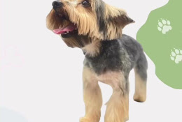 Veterinaria Dogtoralia Puente Alto