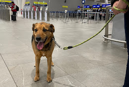 Veterinaria Entre Salchis