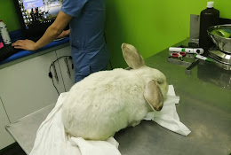 Veterinaria Exzootic