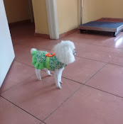 Veterinaria Holística Prem