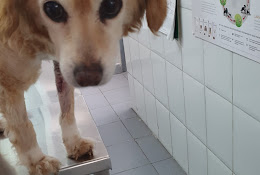 Veterinaria Hospital Puente Alto
