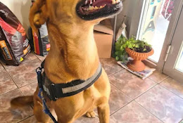 Veterinaria Integralpet Penco
