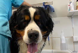 Veterinaria Italia