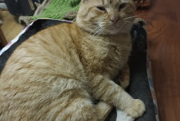 Veterinaria Manada Sur