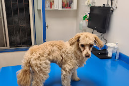 Veterinaria Marceven, Vets
