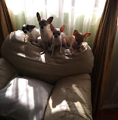 Veterinaria Mascotas Lover