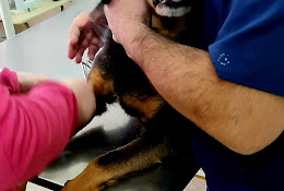 Veterinaria Mascotas Talcahuano