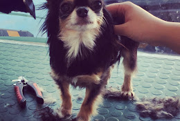 Veterinaria Mascovet Recoleta
