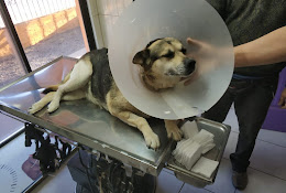 Veterinaria Mastervet