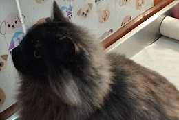 Veterinaria Miquevet