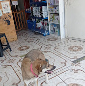 Veterinaria Mundovet