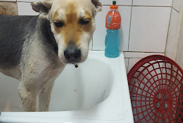 Veterinaria Nueva Ñuñoa