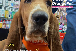 Veterinaria Orangepet Concepción