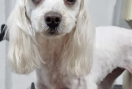 Veterinaria Patitas De Perro Molina