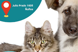 Veterinaria Ponzano Oftalmología