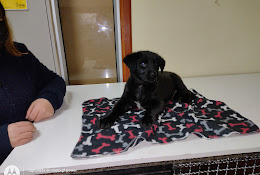 Veterinaria Puppies & Pets
