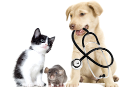 Veterinaria Quinta Normal