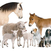 Veterinaria Requinoa