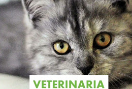 Veterinaria Riccipet