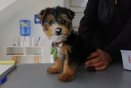 Veterinaria Rongoa Vet