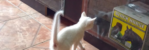 Veterinaria Rucavet