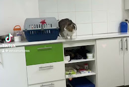 Veterinaria San Andres