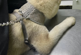 Veterinaria San Benildo