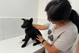 Veterinaria San Gabriel Quinta Normal