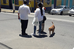 Veterinaria San Lucas