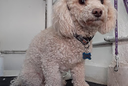 Veterinaria Surgyvet Chile