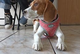 Veterinaria Suryavet