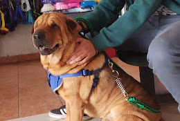 Veterinaria Travesía Spa