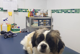 Veterinaria Tribu Animal