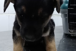 Veterinaria Valdpet