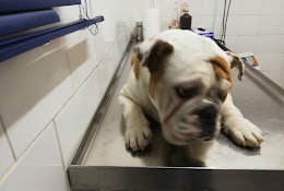 Veterinaria