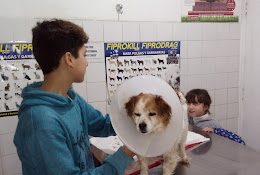 Veterinaria Veterinario