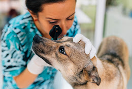 Veterinaria Vets Help