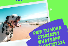 Veterinaria Vetsalud Conchalí