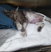 Veterinaria Villa Sur