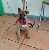 Veterinaria Vitalpets