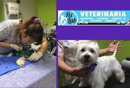 Veterinaria Y Peluquería Canina Pet Lab