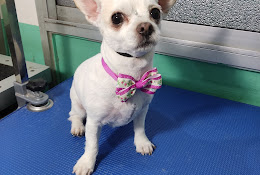 Veterinaria Y Peluquería San Valentin