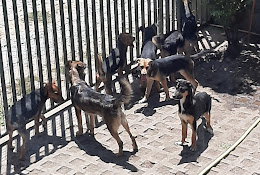 Veterinaria Y Tienda Para Mascotas De Maria Cecilia