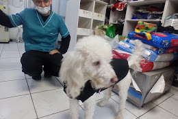Veterinaria Zapadores